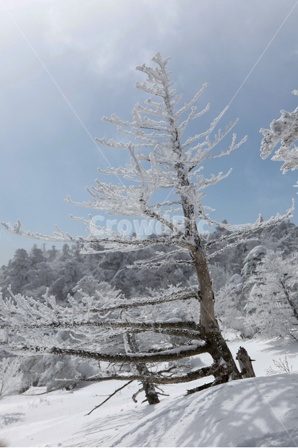 겨울,한라산,설경,자연,눈꽃,겨울,계절,winter,season,자연,풍경,nature,landscape,outdoors,옥외,snow,눈