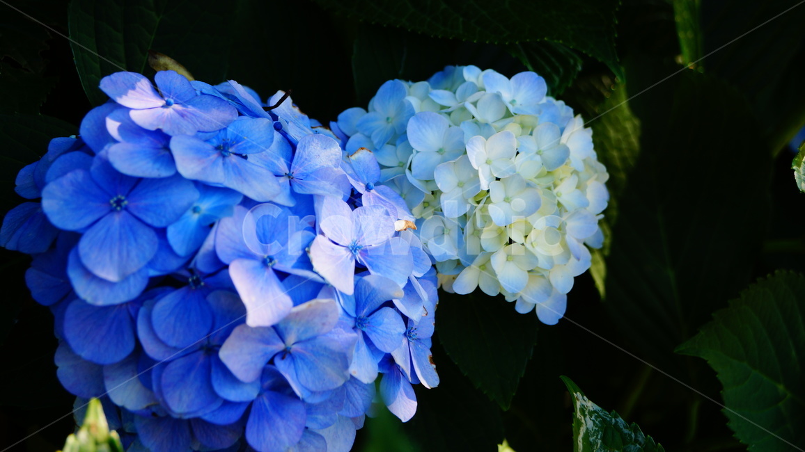 수국,수국꽃,꽃,꽃길,식물,식물,자연,plants,nature,꽃,flower