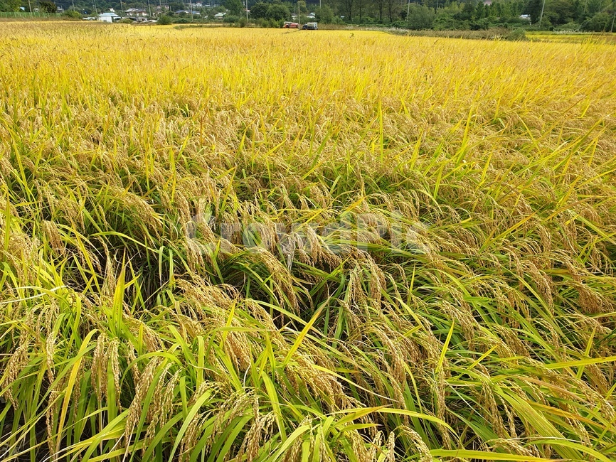 벼,가을,수확,쌀,밭,노란밭,산업,industry,industrial,농업,농사,agriculture,farming,farming industry