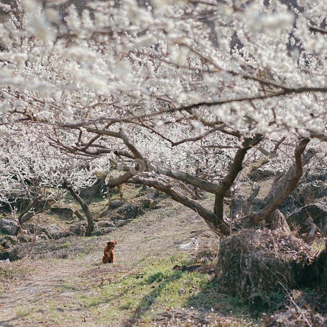 광양,매화,청매실농원,청매실,봄꽃,꽃,봄,계절,spring,season,nature,강아지,봄,계절,spring,season,자연,풍경,nature,landscape,동물,animal,포유류,mammal,개,강아지,dog,doggy,plant,식물