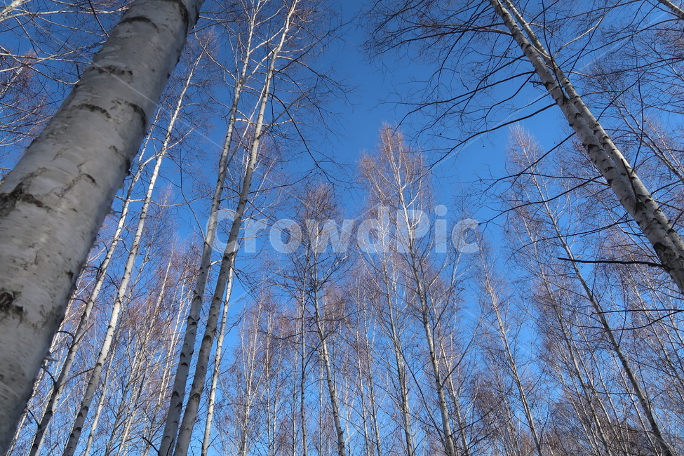 자작나무,자작나무숲,숲,나무,겨울나무,겨울숲,겨울자작나무,겨울,계절,winter,season