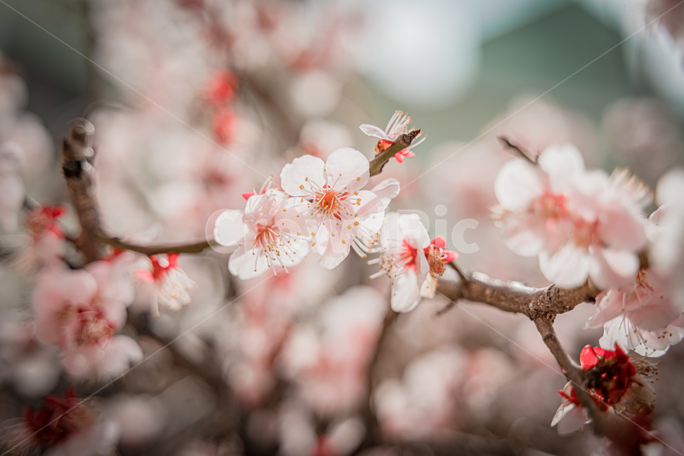매화,꽃,flower,blossom,봄,봄,계절,spring,season,식물,자연,plants,nature,꽃,flower