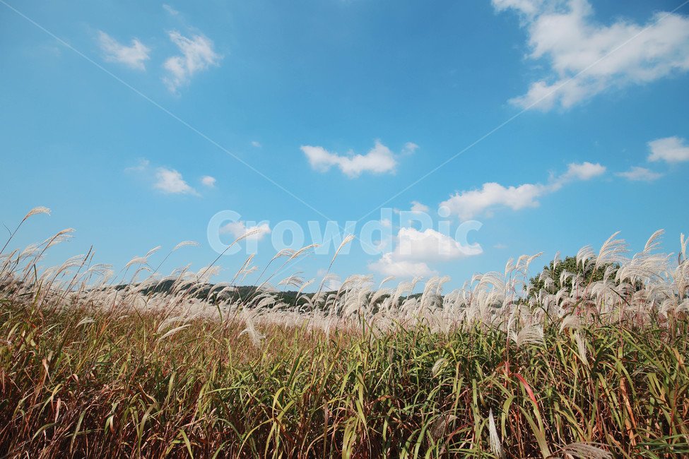 가을,억새,하늘,풍경,구름,가을,계절,fall,autumn,season,grass,잔디,plant,식물,lawn,reed,갈대