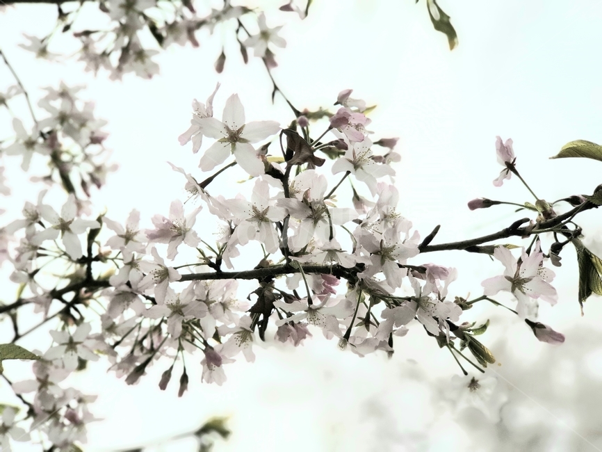 봄,봄꽃,벚꽃,꽃,자연,nature,flower
