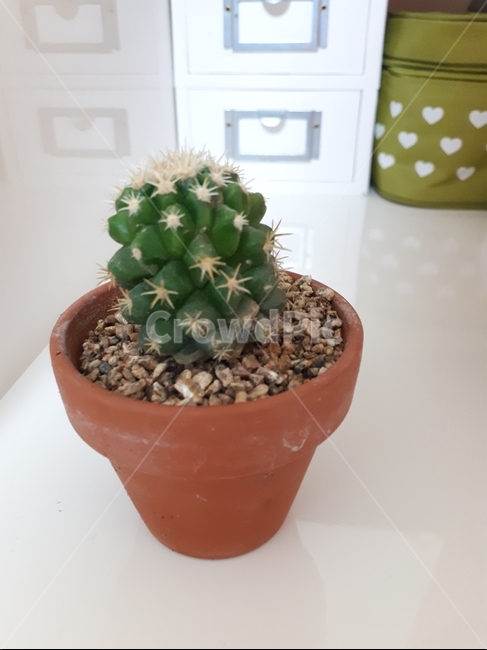 화분,선인장,cactus,식물,plant