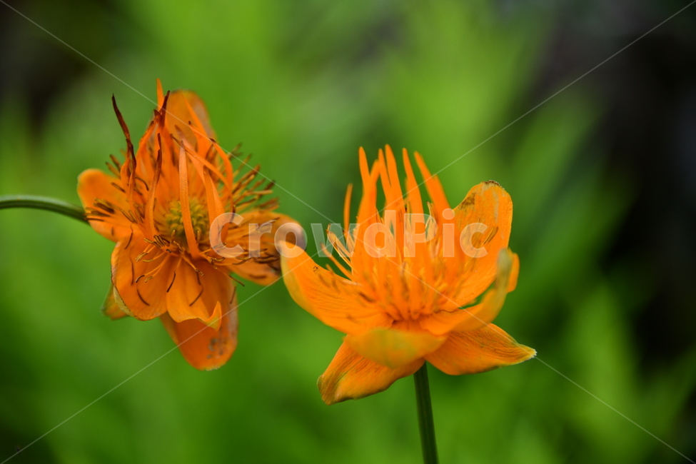 꽃,자연,식물,야생화,nature,flower,감성,feeling,배경,백그라운드,자연,풍경,nature,landscape,식물,plants,꽃,flower,plant,pollen,화분
