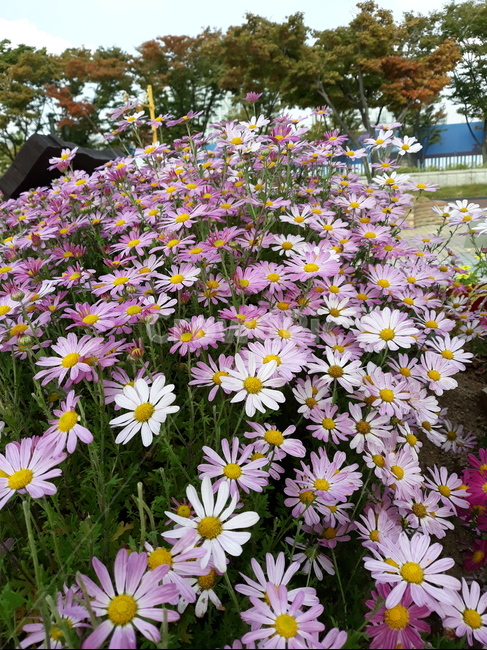 국화,가을,나들이,국화축제,국화향기,공원,산책,식물,자연,plants,nature,꽃,flower