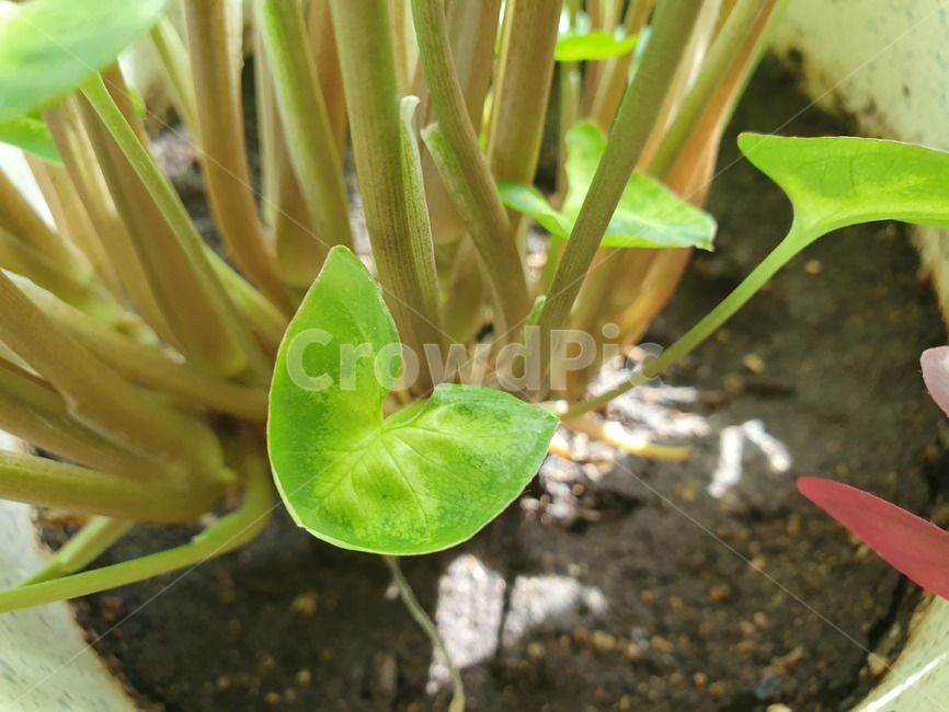 plant,식물,싱고니움,초록색,하트,잎