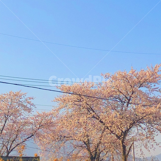 봄,벚꽃,풍경,하늘,전깃줄