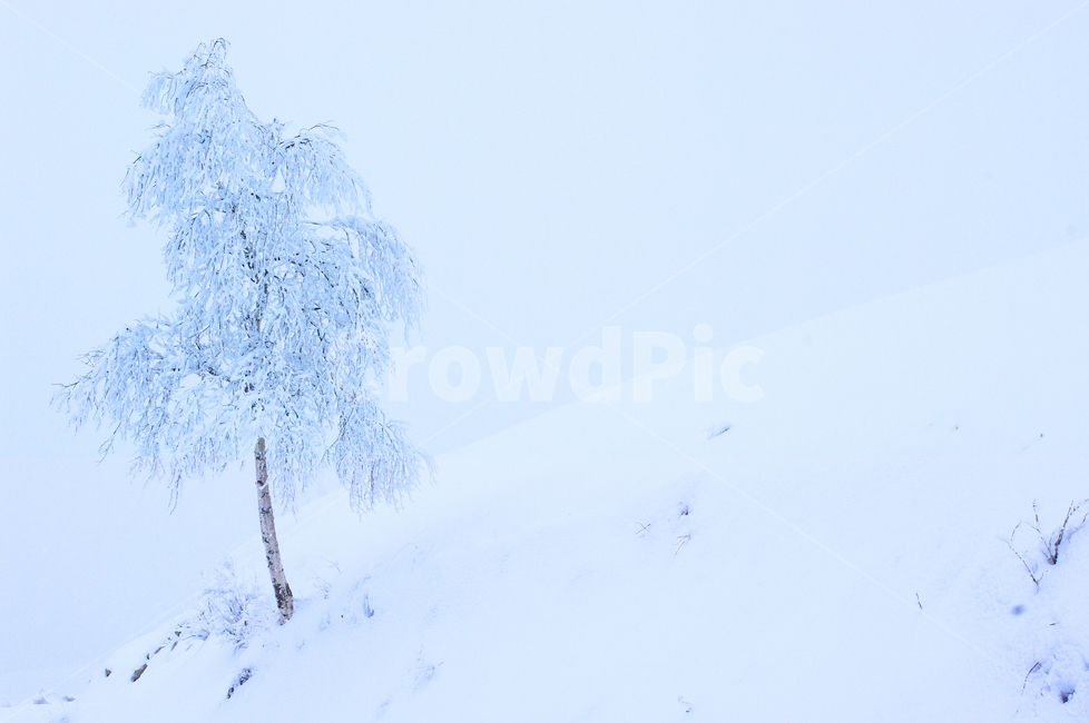 nature,눈,자연,outdoors,snow,옥외,겨울나무,겨울,계절,winter,season