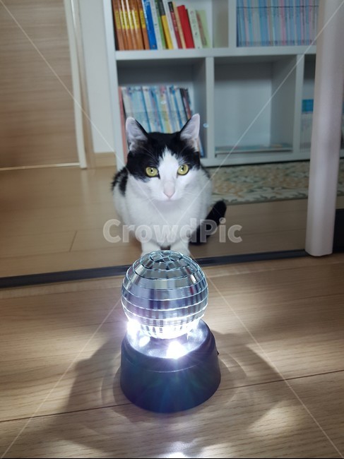 고양이,냥이,미러볼,검정색,흰색,검은색꼬리,cat,mirrorball