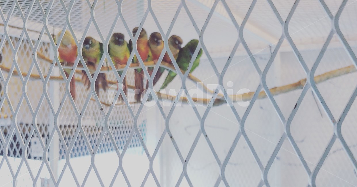 animal,bird,parrot,rainbow,color,앵무새,무지개,새,동물