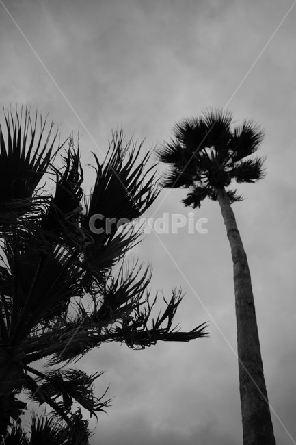 제주,제주도,야자수,흑백,하늘,식물,자연,plants,nature,나무,trees,wood