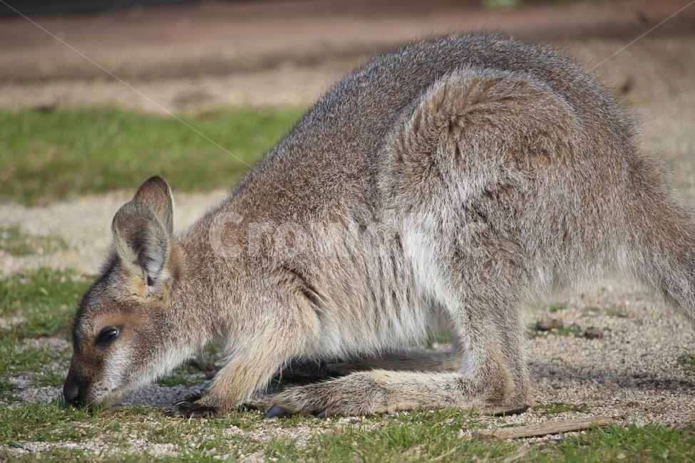 왈라비,풀먹는왈라비,새끼왈라비,와일드라이프,호주왈라비,wallaby,babywallaby,동물,animal,포유류,mammal