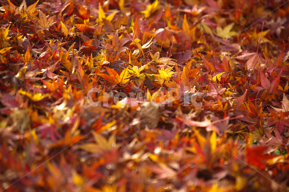 가을,낙엽,단풍,공원,나무,계절,감성,가을,계절,fall,autumn,season,leaf,잎,plant,식물,tree