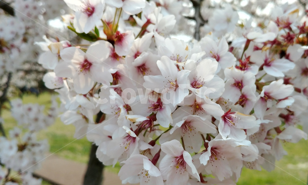 벚꽃,봄,봄꽃,꽃,꽃나무,벚꽃나무,봄,계절,spring,season,식물,자연,plants,nature,꽃,flower,plant,cherry blossom,blossom