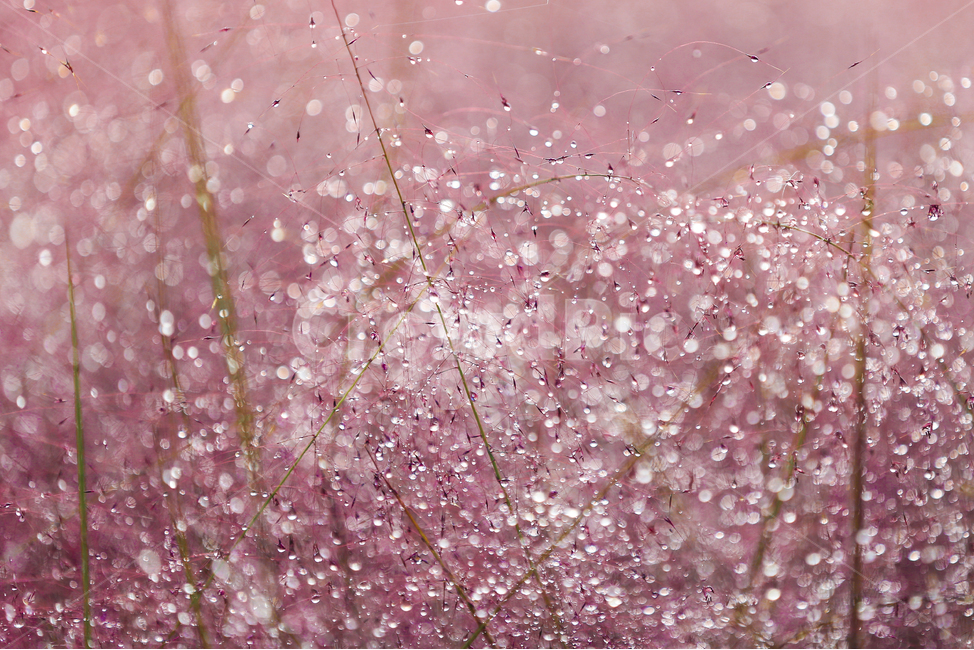 가을,새벽,핑크뮬리,이술,보케,감성,가을,계절,fall,autumn,season,감성,sensible,feeling,plant,식물