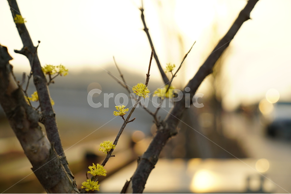 산수유,꽃,일몰,보케,나무,봄,계절,spring,season,식물,자연,plants,nature,꽃,flower,감성,sensible,feeling,plant
