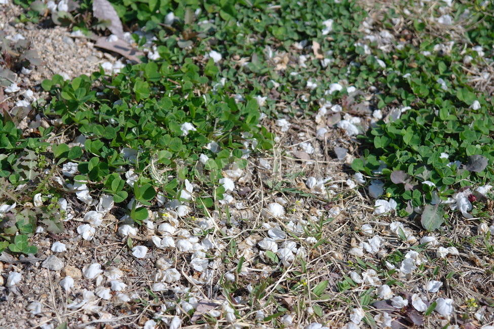 자연,꽃,풀,grass,봄