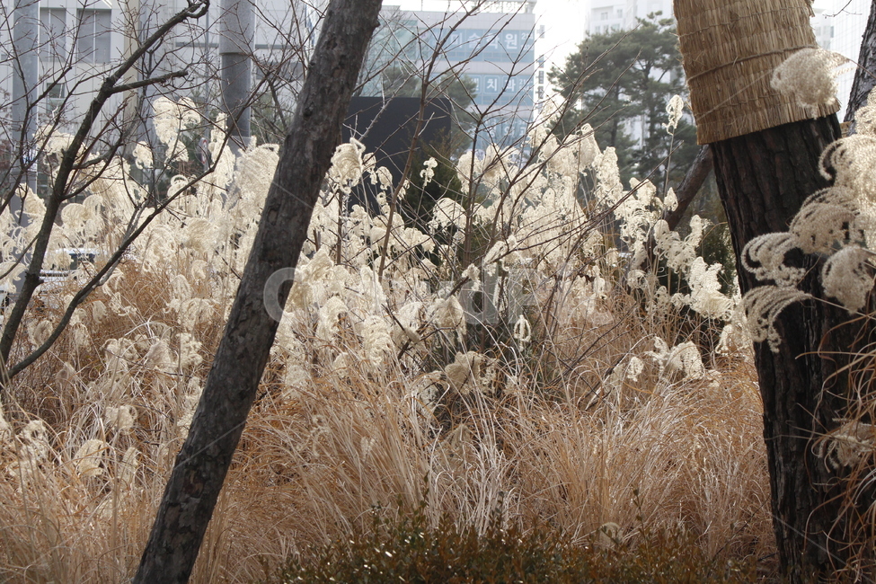 식물,plant,갈대,갈대밭,나무,가을,가을,계절,fall,autumn,season,식물,자연,plants,nature