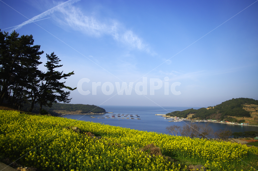 유채꽃,꽃밭,꽃,flower,계절,봄,spring,하늘,구름,풍경,바다,나무,청산도,봄,계절,spring,season,자연,풍경,nature,landscape,한국자연풍경,한국자연경관,korea nature landscape,grassland,목초지,field,들,outdoors,옥외,rural,농촌,farm,농장,meadow
