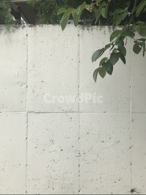 벽,시멘트벽,나무,담장,시멘트,wall,tree,cement