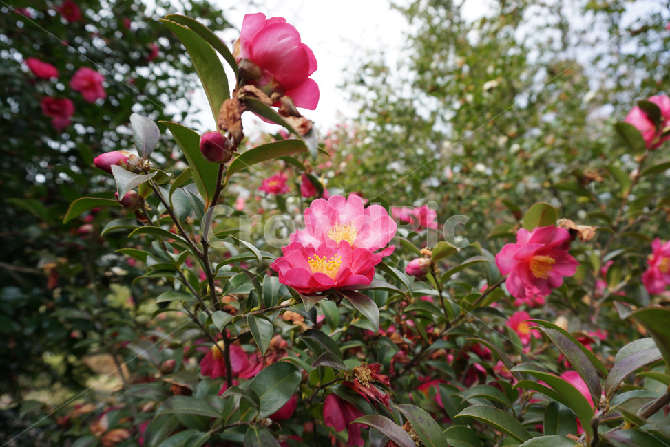 카멜리아힐,제주카멜리아힐,동백꽃,꽃,camelliahill,제주,garden,풍경,식물,자연,plants,nature,꽃,flower
