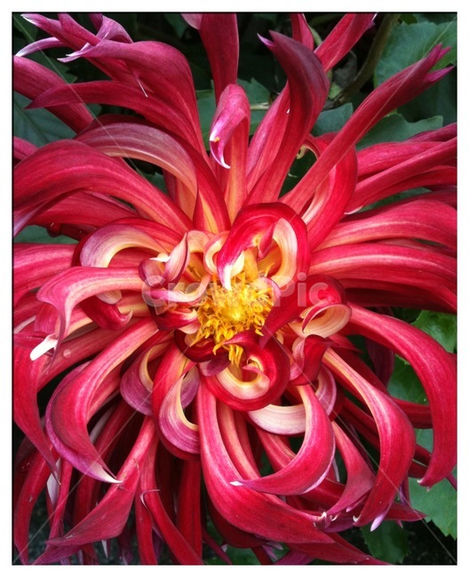 식물,꽃,다알리아,붉은색꽃,자연,flower,식물,자연,plants,nature,꽃,flower