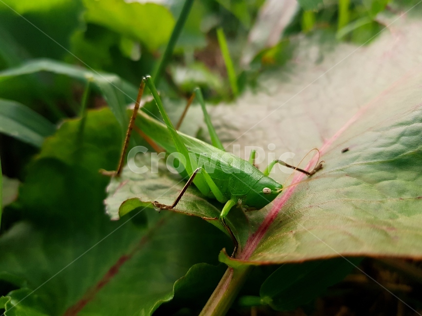 곤충,자연,벌레,여치,insect,풀,natural,bug,grasshopper,생물,naturalscenery,자연풍경,동물,animal,곤충,벌레,insect,bug