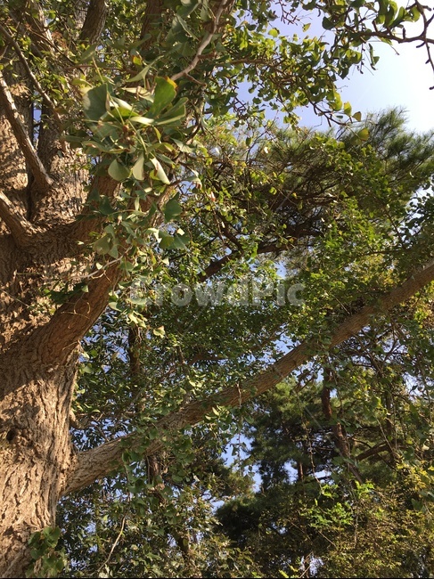 tree,나무,plant,식물,treetrunk,나무줄기