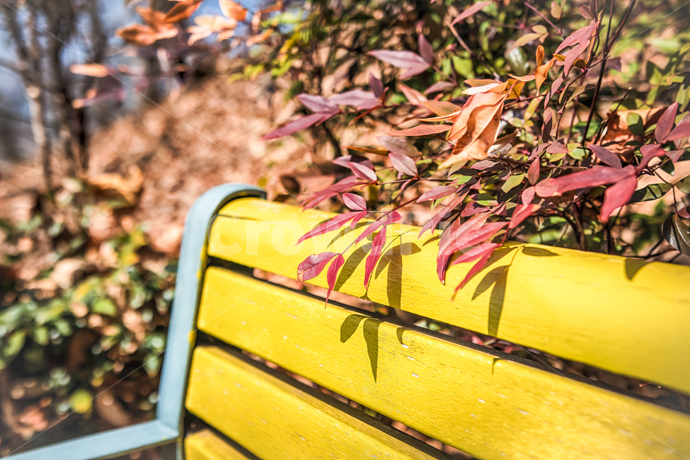 벤치,단풍,bench,나뭇잎,그림자,가을,계절,fall,autumn,season,식물,자연,plants,nature,furniture,가구,park bench,공원 벤치