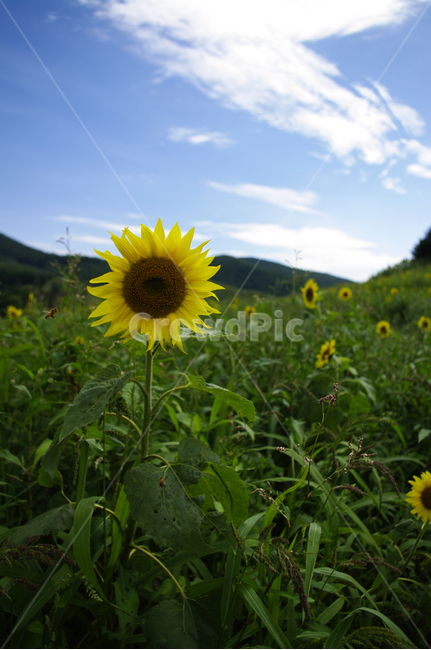 하늘,구름,꽃밭,해바라기,꽃,flower,식물,plant,식물,자연,plants,nature,꽃,flower
