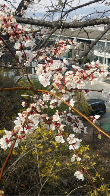 plant,식물,blossom,flower,꽃,야외,나무,자연