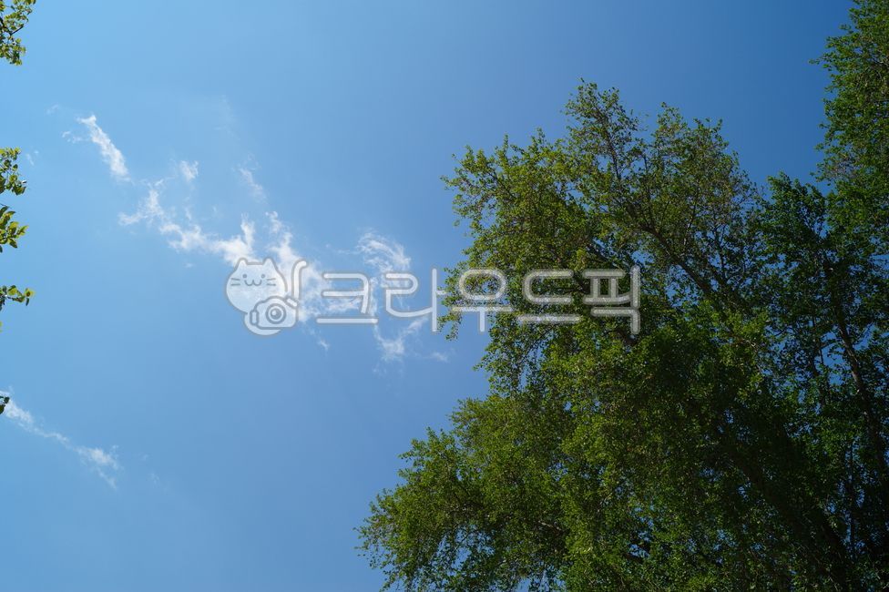 nature,자연,outdoors,옥외,sky,하늘,tree,나무,cloud,구름,weather,날씨,peace,평화,여름,summer