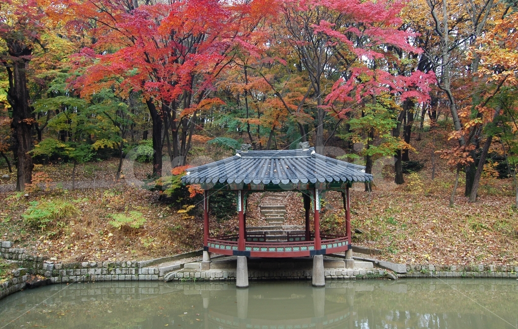 가을,단풍,창덕궁,비원,후원,가을풍경,정자,한국,한국전통,관람정,나뭇잎,자연,풍경,전통건축,관광,여행,자연,풍경,nature,landscape,가을,계절,fall,autumn,season,랜드마크,landmark,tourist attraction,한국전통,한국문화,korean traditional,korean culture
