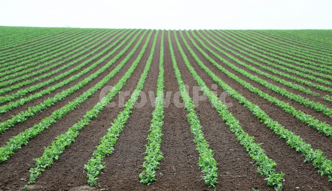 일본,초록,들판,패턴,여름,자연,풍경,nature,landscape,산업,industry,industrial,농업,농사,agriculture,farming,farming industry,field,들,soil,흙