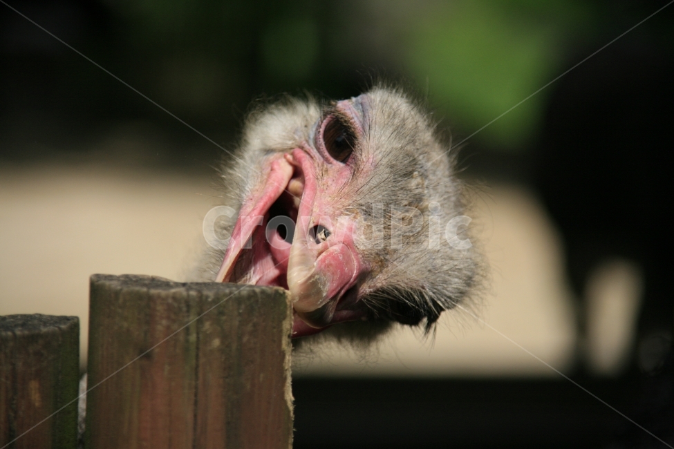 타조,동물,머리,동물원,새,대형조류,조류,동물,animal,조류,새,birds