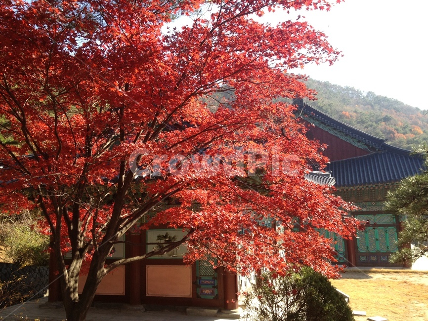 단풍,절,사찰,가을,temple,fallfoliage,autumn,fall,autumncolors,가을,계절,fall,autumn,season,tree,나무,plant,식물,maple