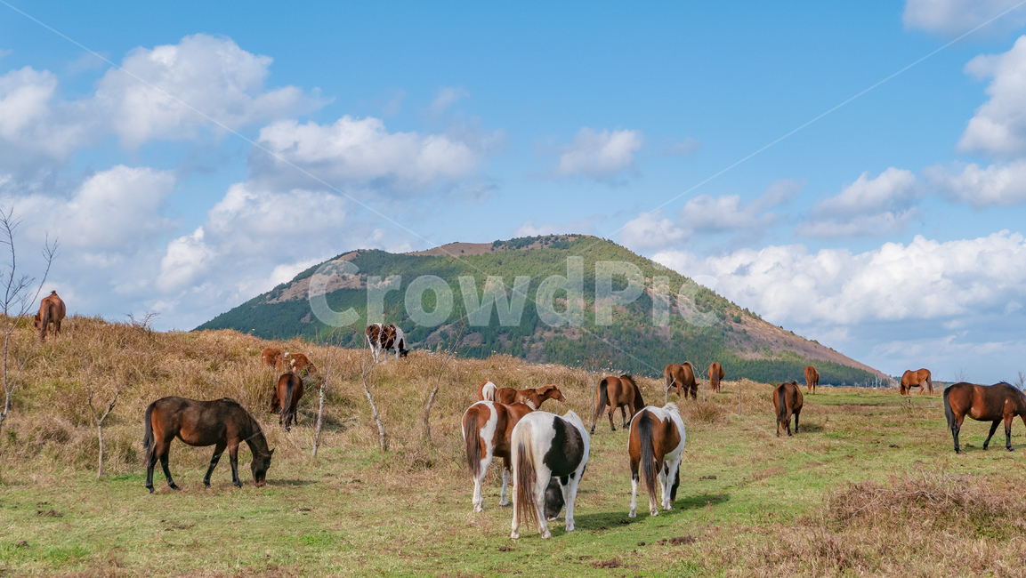제주,제주도,jeju,landscape,풍경,오름,말,말떼,horse,들,field,자연,nature,outdoors,옥외,목초지,grassland,mammal,포유류,cattle,동물,animal,가축,용눈이오름,동물,animal,포유류,mammal