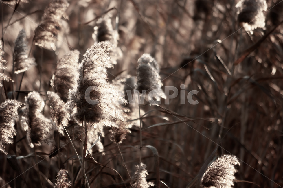 plant,식물,갈대,아침,햇살,가을,계절,fall,autumn,season,식물,자연,plants,nature