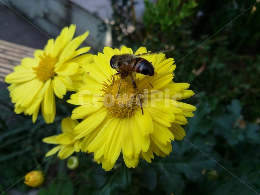 꿀벌,곤충,bee,벌,insect,꽃,식물,자연,plants,nature,꽃,flower