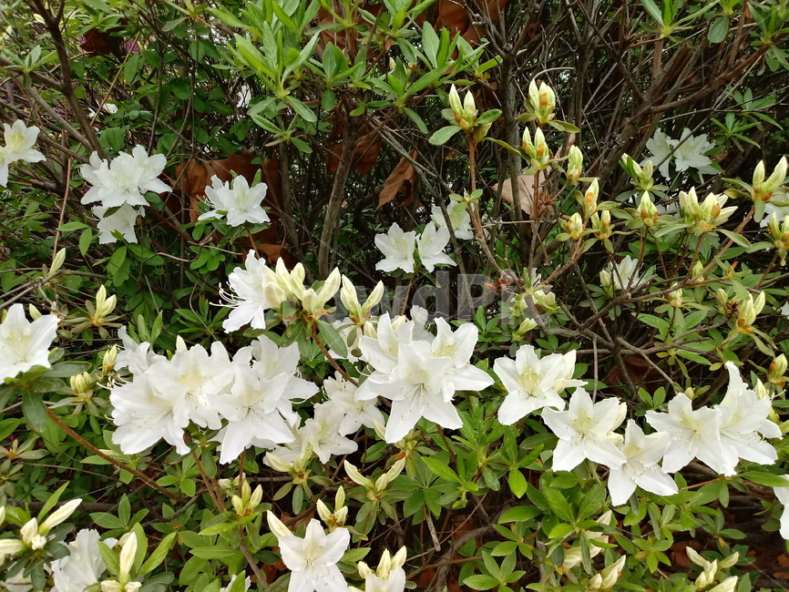 철쭉,smilerosebay,진달래과,식물,봄꽃,개꽃나무,springseasonflower,척촉화,낙엽관목,관상용