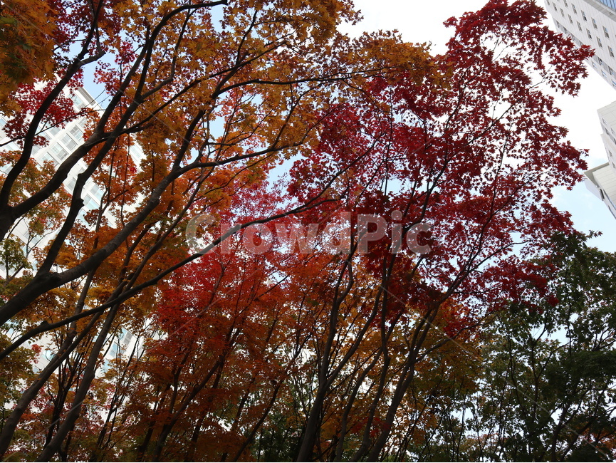 가을,단풍,식물,나무,leaf,잎,plant,tree,maple,붉은잎