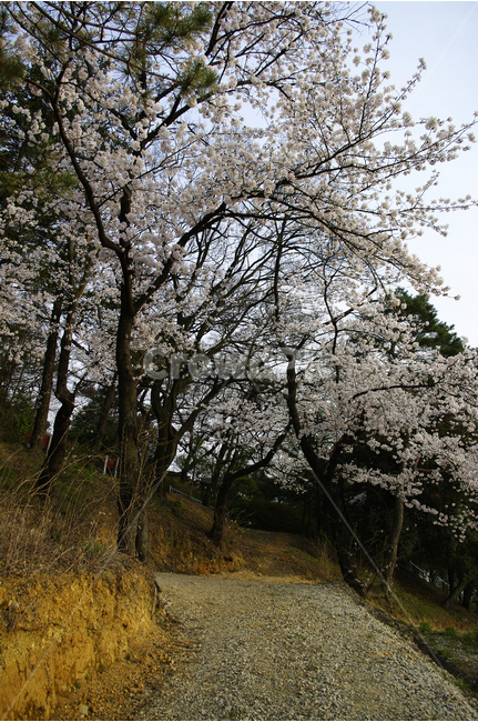 벚꽃나무,벚꽃,벚나무,식물,flower,꽃,하얀꽃,길,나무,봄,계절,spring,season,자연,풍경,nature,landscape,한국자연풍경,한국자연경관,korea nature landscape,식물,plants,나무,trees,wood,plant