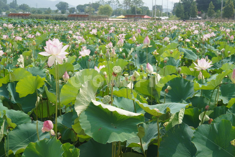plant,식물,꽃,flower,lotus,연꽃,자연,nature,green,blossom