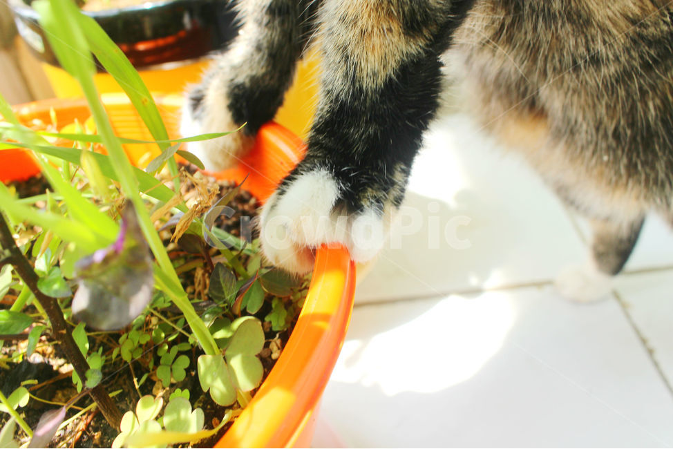 반려동물,고양이,빛,화분,감성사진,감성,고양이발,cat,식물,자연,plants,nature,동물,animal,포유류,mammal,고양이,cat,kitten,kitty