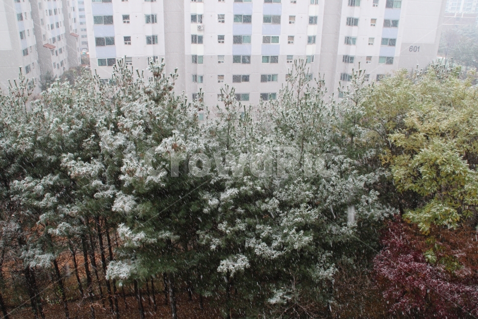 나무,눈,겨울,snow,winter,겨울,계절,winter,season