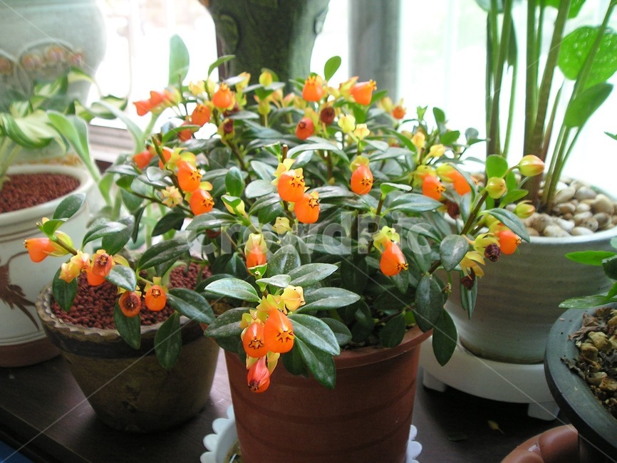 베란다,식물,꽃,자연,화분,실내용화초,화분,화초,house plant