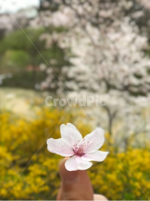 May Festival,Cherry Blossom,Yangjaecheon,spring photo,festival,spring festival,photo,flower Festival,Seoul Festival,cherry blossom photo,seasonal photos,life,flower,Emotional photo,spring,flower photo,spring day,April Festival,Seoul Flower Festival,flower