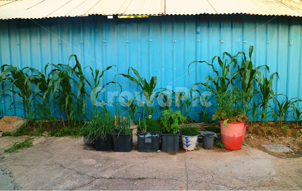 옥수수,깻잎,상추,농작물,시골,농사,시골풍경,자급자족,식물,자연,plants,nature,실내용화초,화분,화초,house plant,빈티지사진,빈티지느낌,빈티지감성,vintage